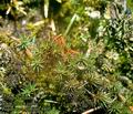 Pogonatum_alpestre_8405