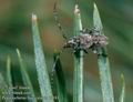 Pogonocherus_fasciculatus_10181