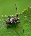 Pogonocherus_fasciculatus_cz9088s