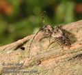 Pogonocherus_ovatus