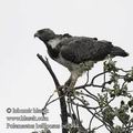 Polemaetus_bellicosus_ee2444