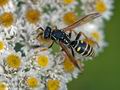 Polistes_dominula_af7309