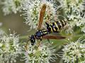 Polistes_dominula_af7868