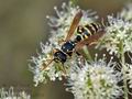 Polistes_dominula_af7879