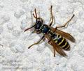 Polistes_dominula_ag2487