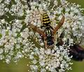 Polistes_dominula_bd3782