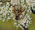 Polistes_dominula_bd3786