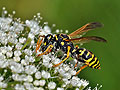 Polistes_dominula_dt2048