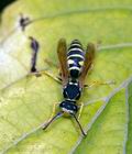 Polistes_nimpha_ag1661