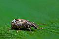 Polydrusus_tereticollis_jm4933s