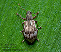 Polydrusus_tereticollis_jm4946s
