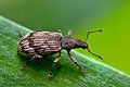 Polydrusus_tereticollis_jm4964s