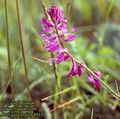 Polygala_major_4915