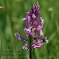 Polygala_major_ak3896