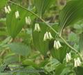 Polygonatum_multiflorum_ab0460