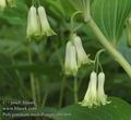 Polygonatum_multiflorum_ab0469