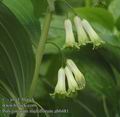 Polygonatum_multiflorum_ab0481