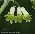 Polygonatum_multiflorum_ab0484