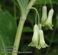 Polygonatum_multiflorum_ab0493