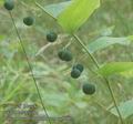 Polygonatum_multiflorum_ac1903