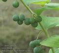 Polygonatum_multiflorum_ac1913