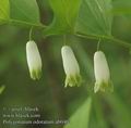 Polygonatum_odoratum_ab0404