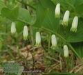 Polygonatum_odoratum_ab0416