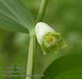 Polygonatum_odoratum_ab0426