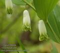 Polygonatum_odoratum_ab0437