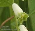 Polygonatum_odoratum_ab0446