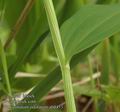 Polygonatum_odoratum_ab0453