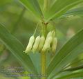 Polygonatum_verticillatum_ab2084