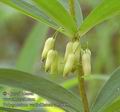 Polygonatum_verticillatum_ab2089