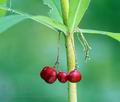 Polygonatum_verticillatum_al8372