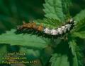 Polygonia_c-album_4325