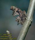 Polygonia_c-album_4393