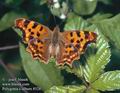 Polygonia_c-album_8528