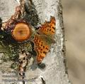 Polygonia_c-album_aa4320