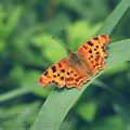 Polygonia_c-album_af2602