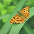 Polygonia_c-album_af2621