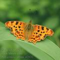 Polygonia_c-album_af2632