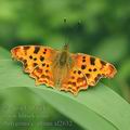 Polygonia_c-album_af2632