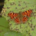 Polygonia_c-album_af7624