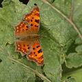 Polygonia_c-album_af7633