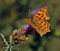 Polygonia c-album bu9835