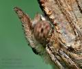 Polygonia_c-album_cf8704s