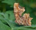 Polygonia_c-album_cf8720s