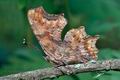 Polygonia_c-album_cf8738s