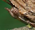 Polygonia_c-album_cf8751s