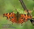 Polygonia_c-album_d4363